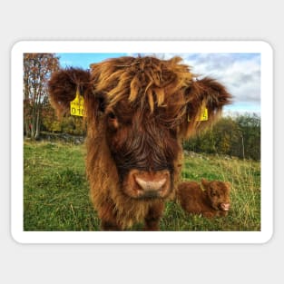 Scottish Highland Cattle Calf 1566 Sticker